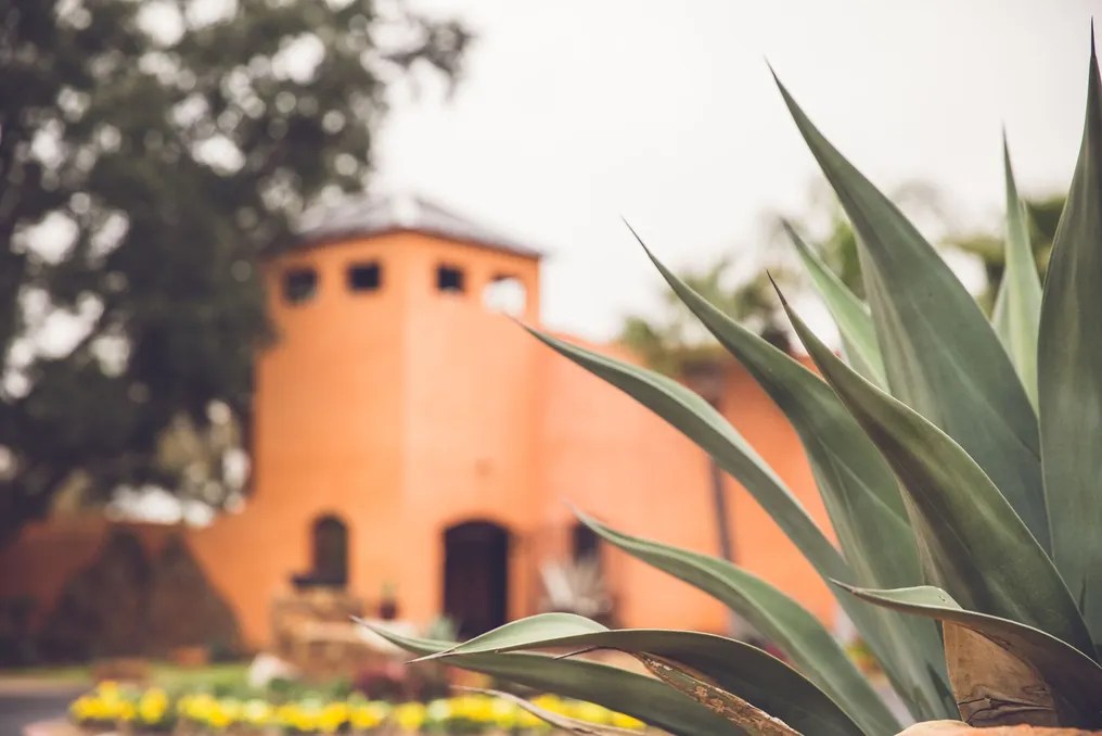 Agave Estates #39