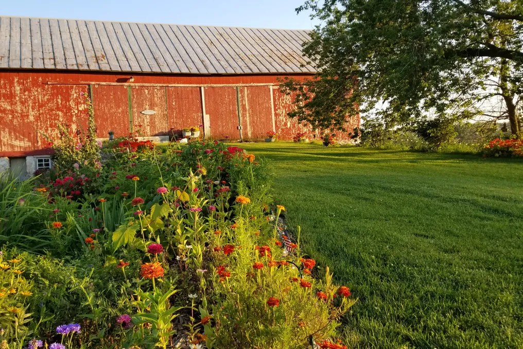 The Fiddler's Farm #82