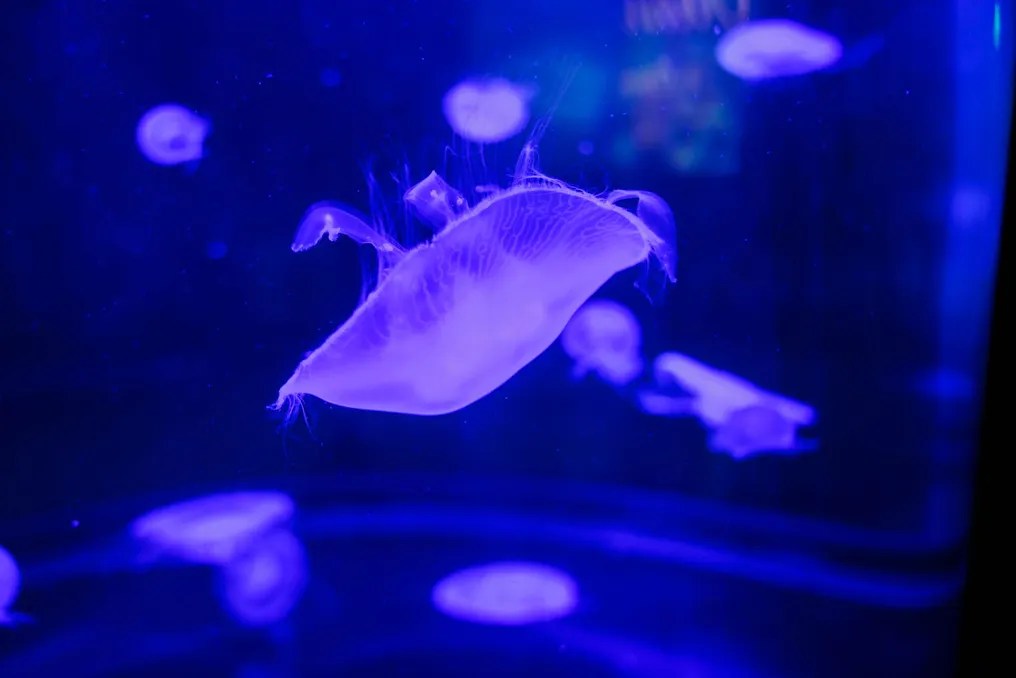 Loggerhead Marinelife Center #18