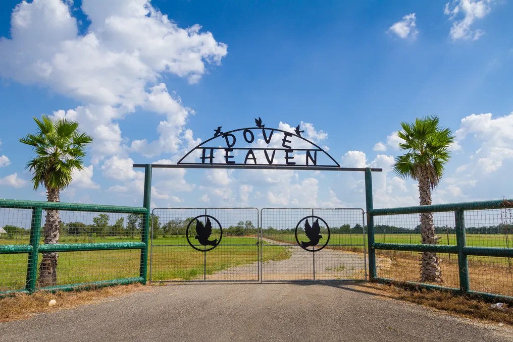 Events at Dove Heaven #6