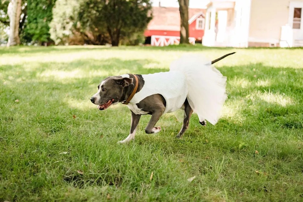 Erickson Farmstead Weddings & Events #31