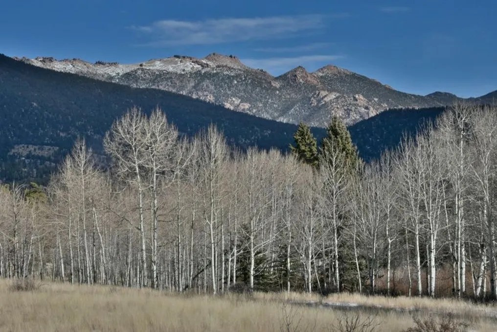 Puma Hills #20