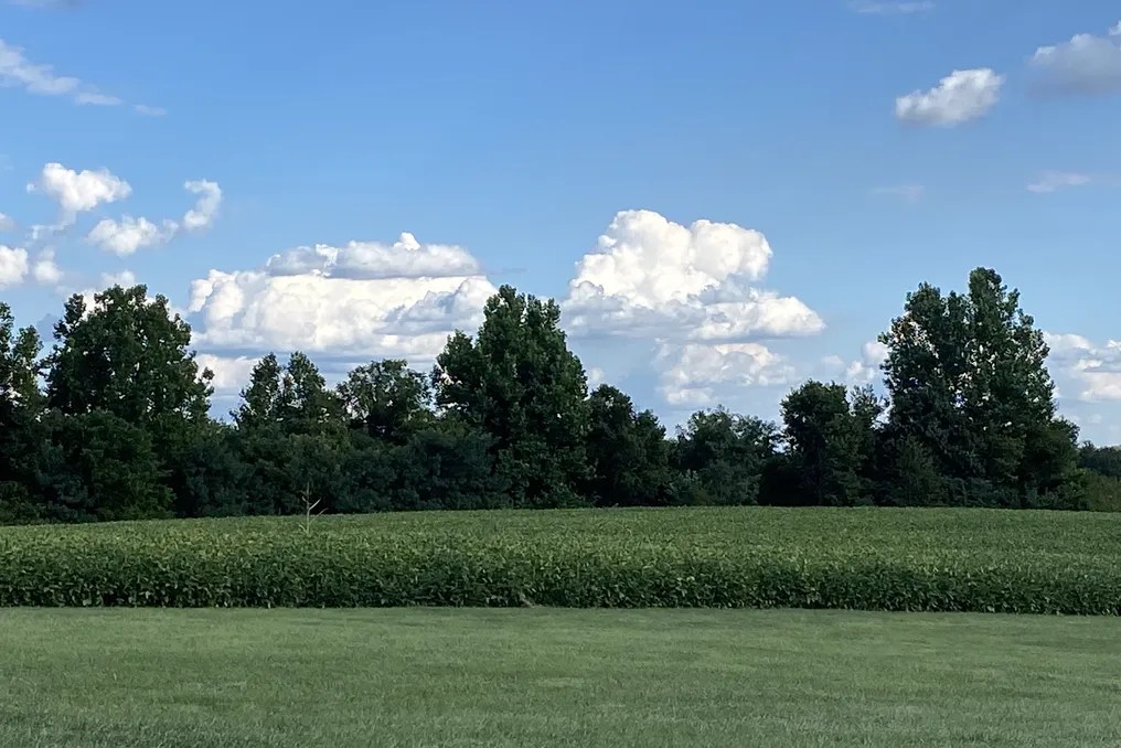 Maple Lawn Farm #11