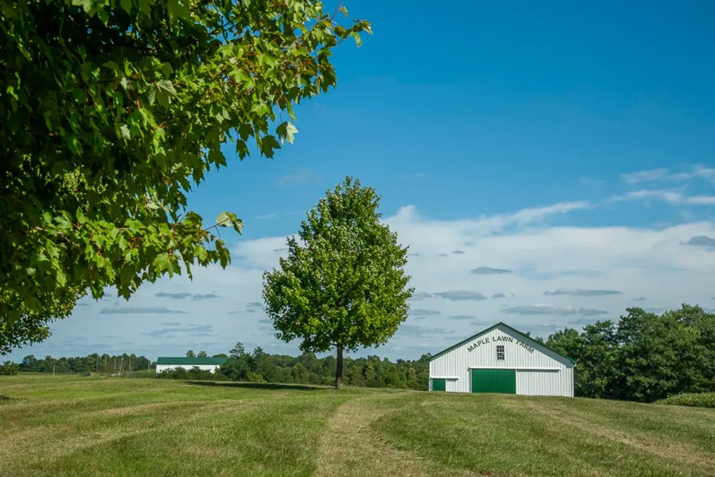 Maple Lawn Farm #15