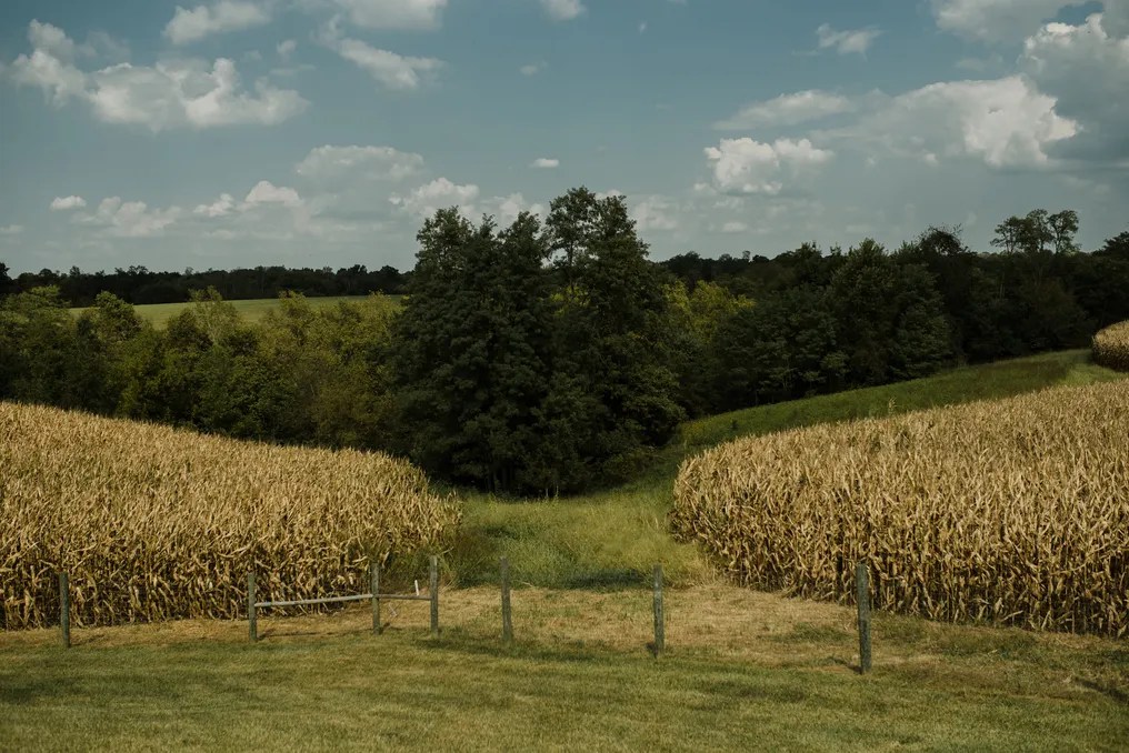 Maple Lawn Farm #18