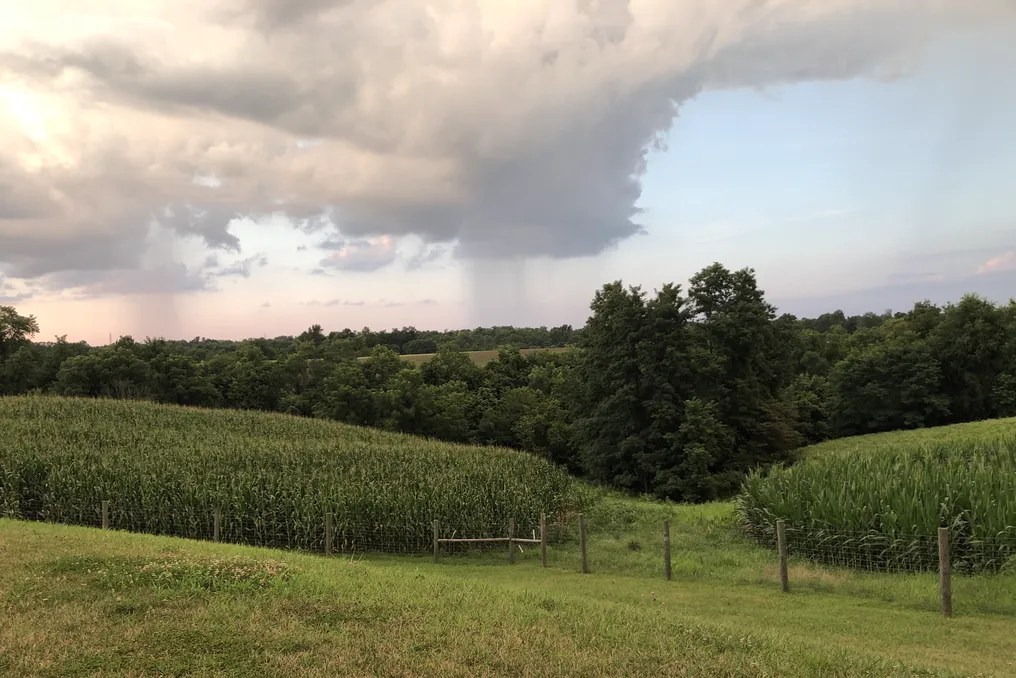 Maple Lawn Farm #63