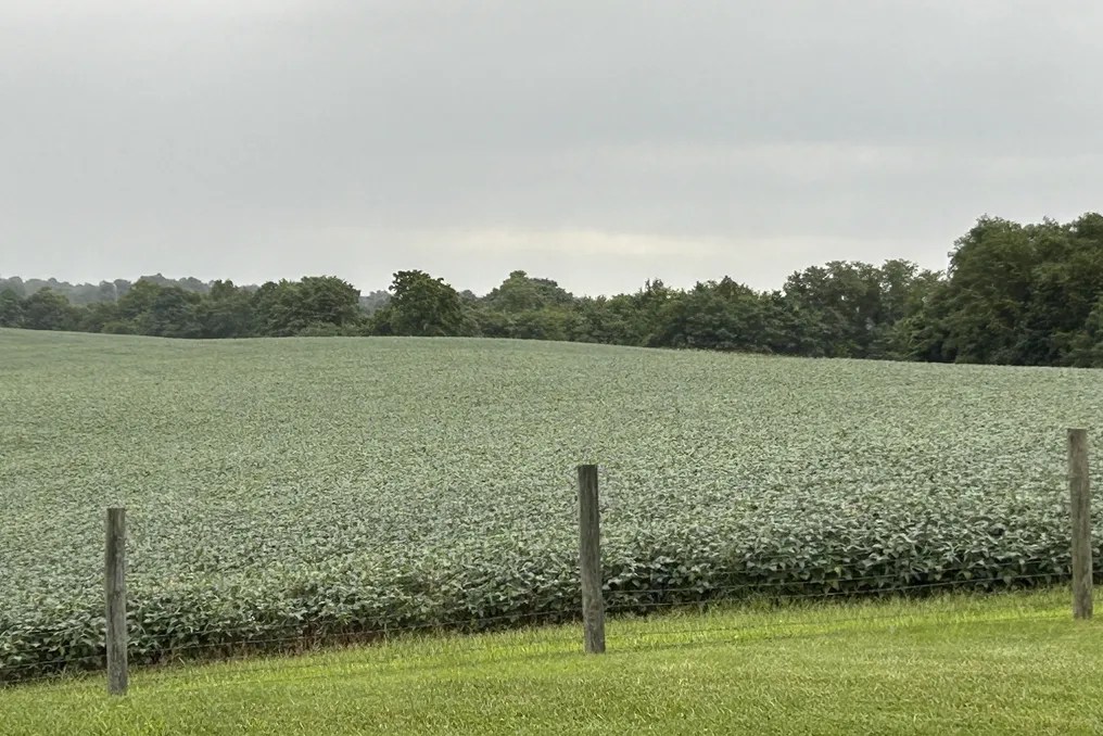 Maple Lawn Farm #65