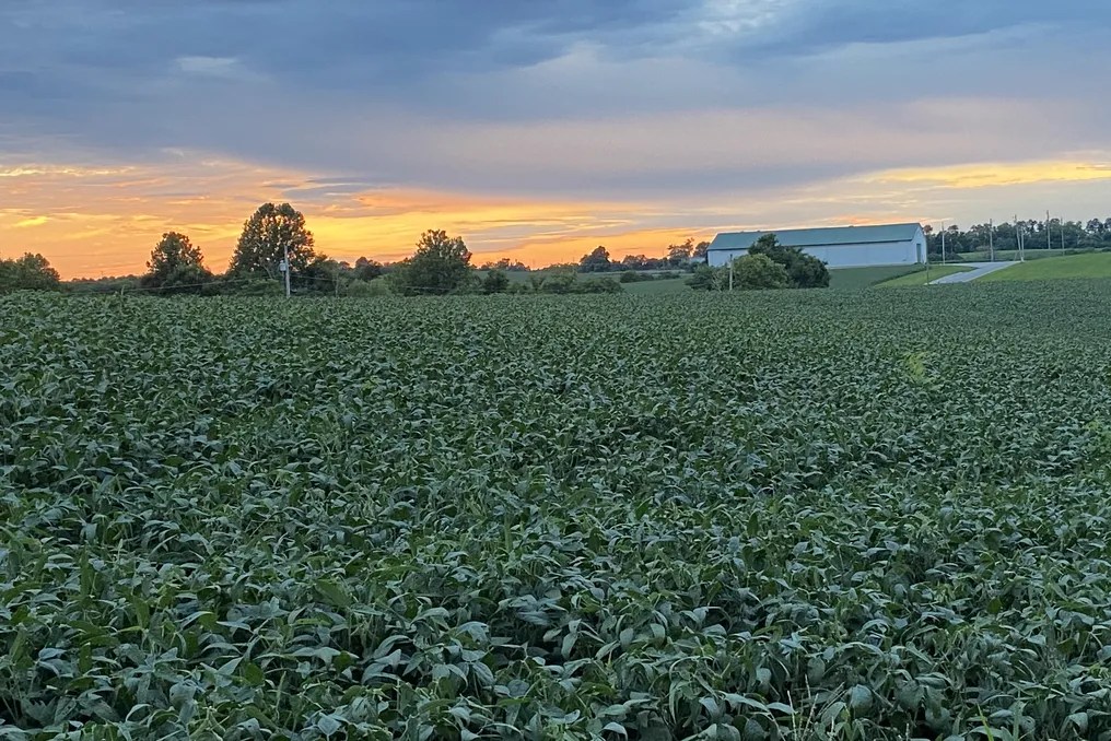 Maple Lawn Farm #68