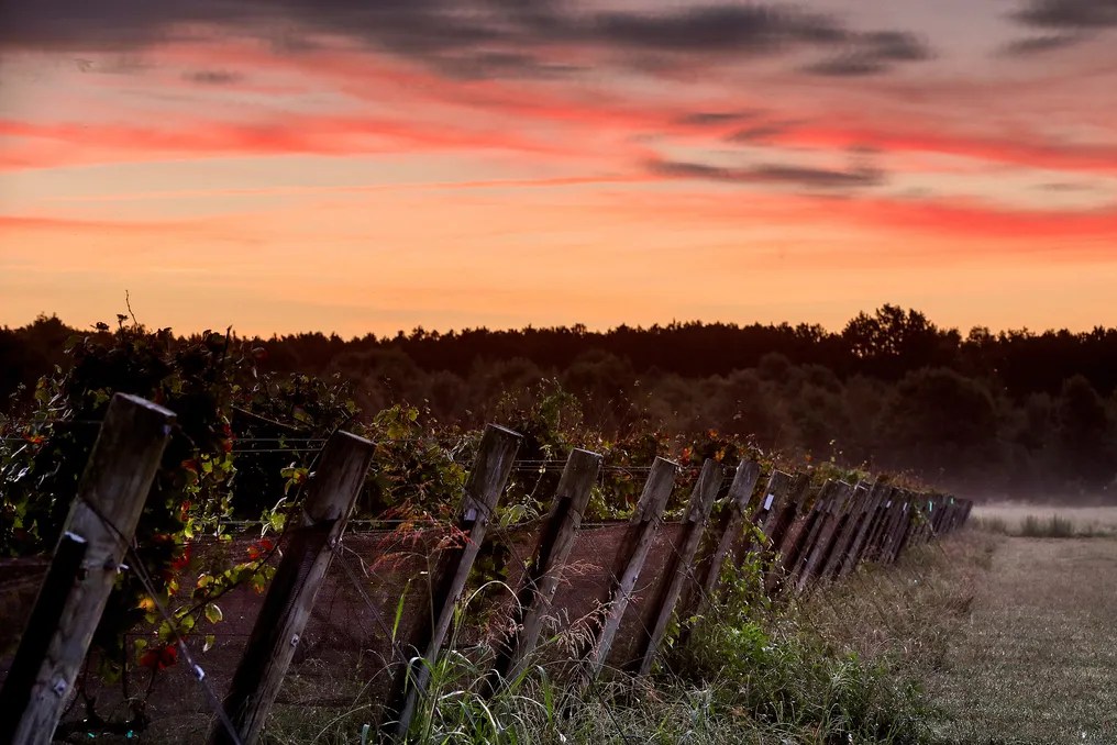Williamsburg Winery #15