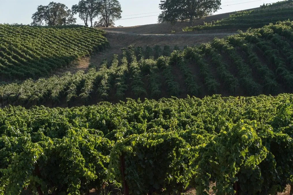 Airola Road Vineyards #5