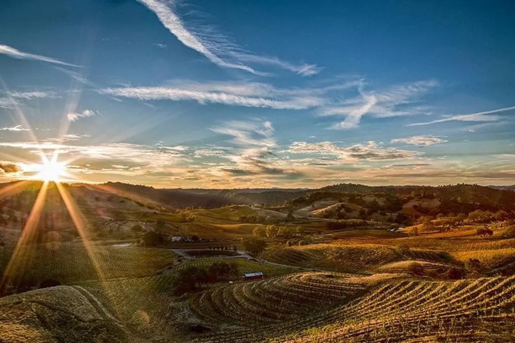 Airola Road Vineyards #11