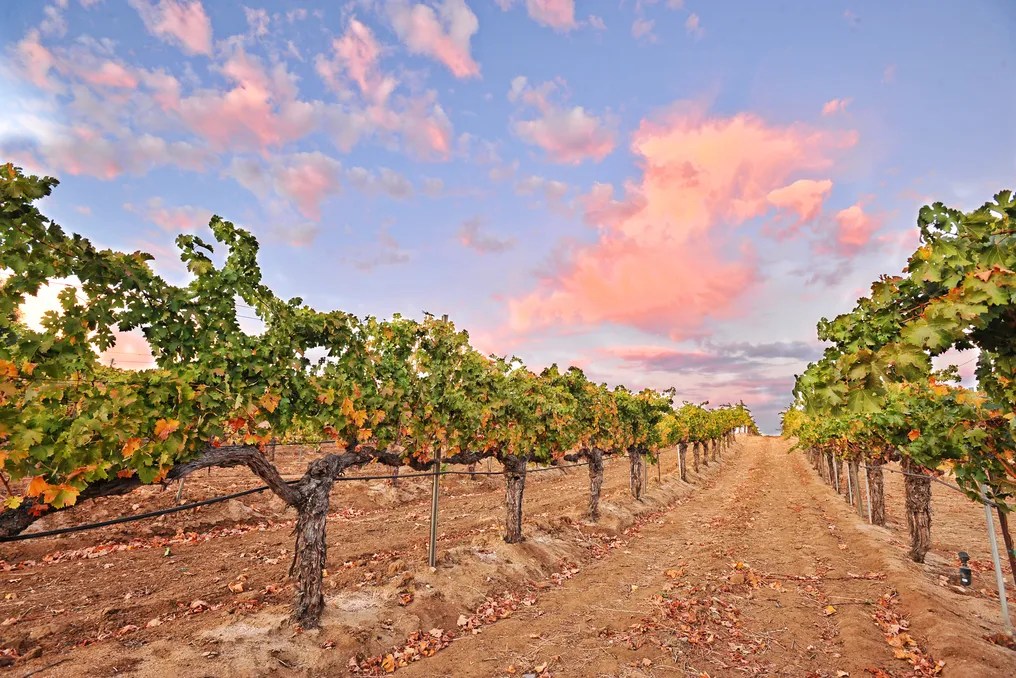 Wilson Creek Winery & Vineyards #28
