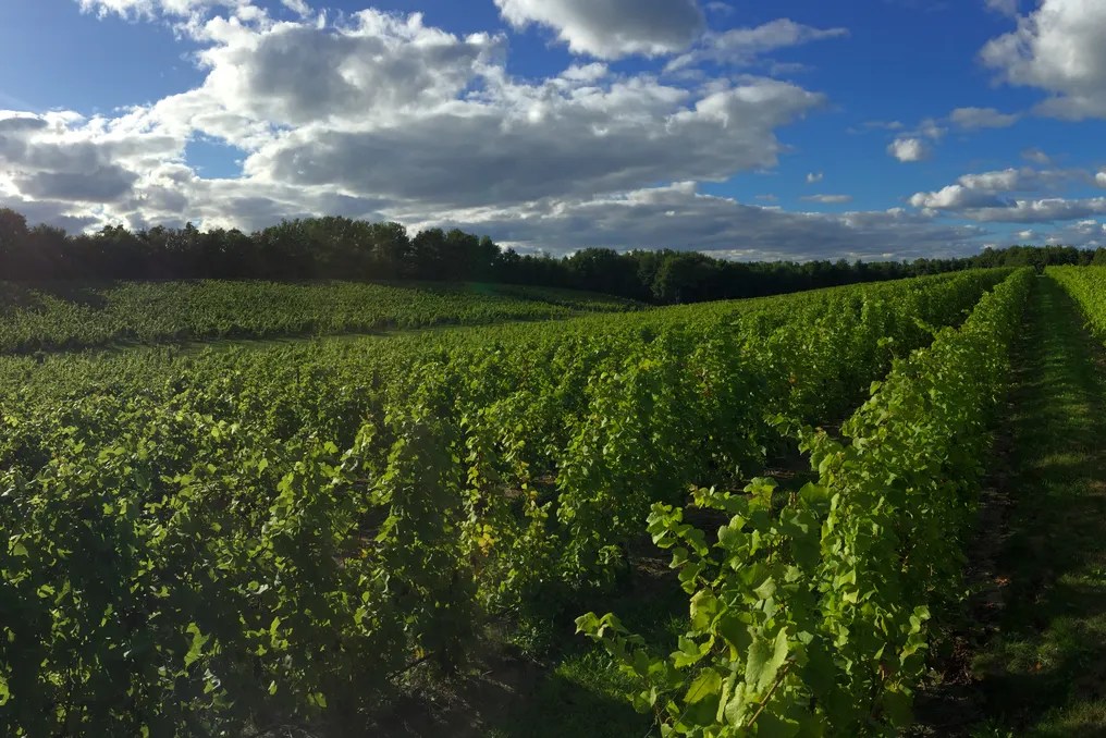 The Ridge at Verterra Vineyards #38