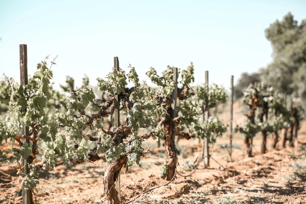 Vinyl Vineyards #3