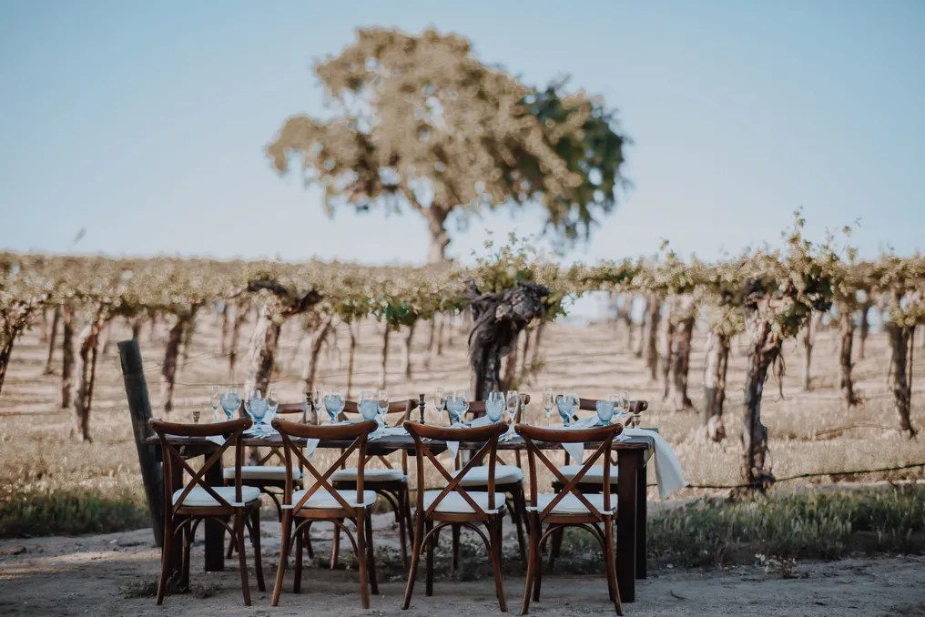 Vinyl Vineyards #7