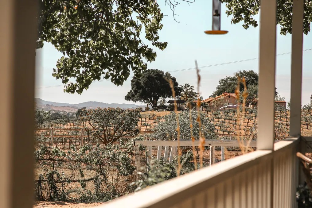 Vinyl Vineyards #8