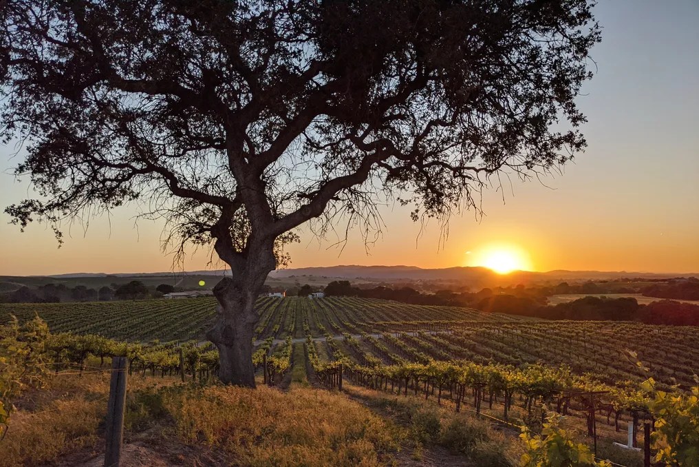 Vinyl Vineyards #9