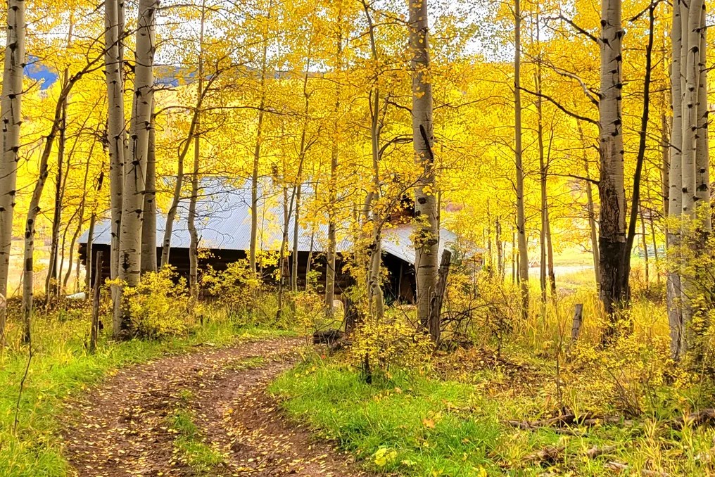 Electric Mountain Lodge #51
