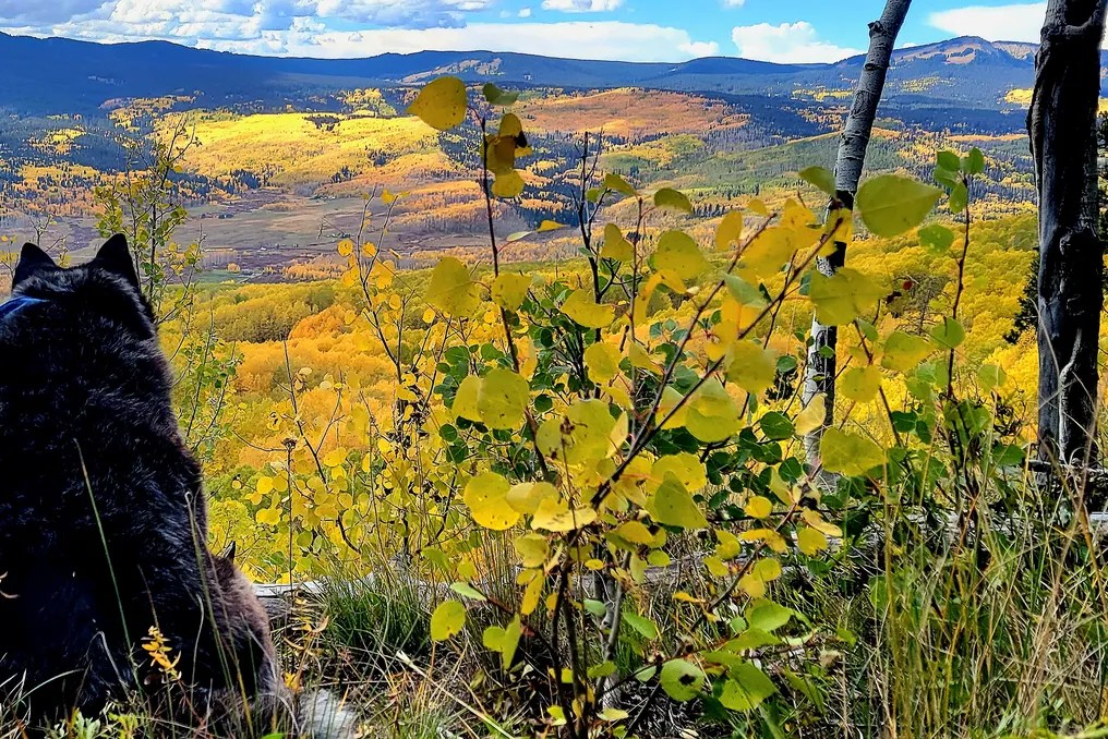 Electric Mountain Lodge #62