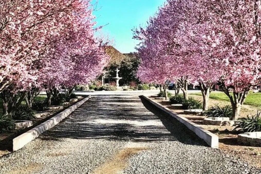Gramm Vineyards #8