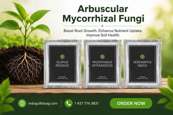 Enhance Crop Growth Naturally with IndoGulf BioAg Mycorrhizal Fungi
