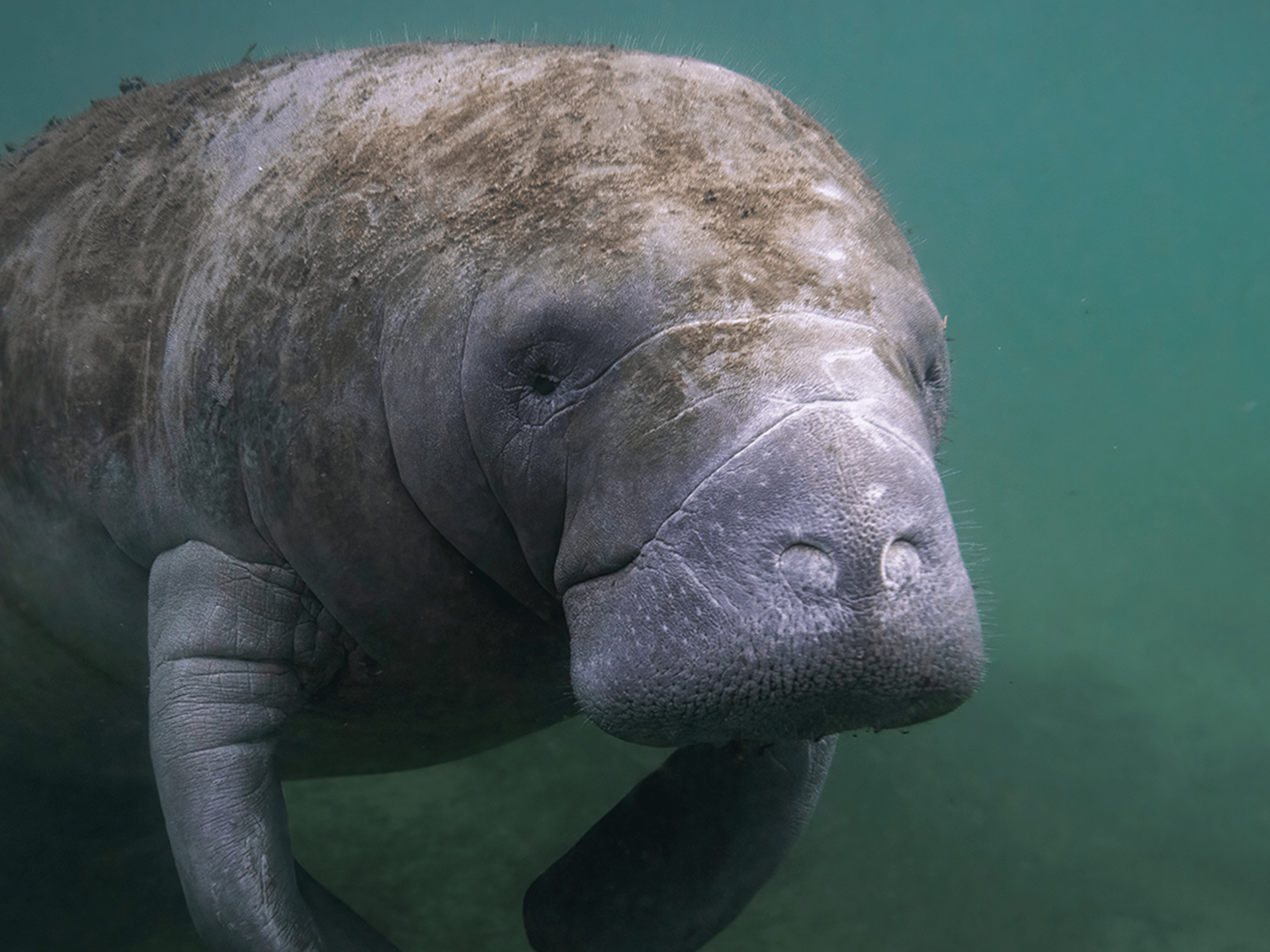 usa4everyone-Manatees in Florida