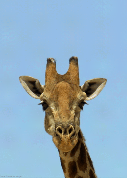 Funny animals gifs