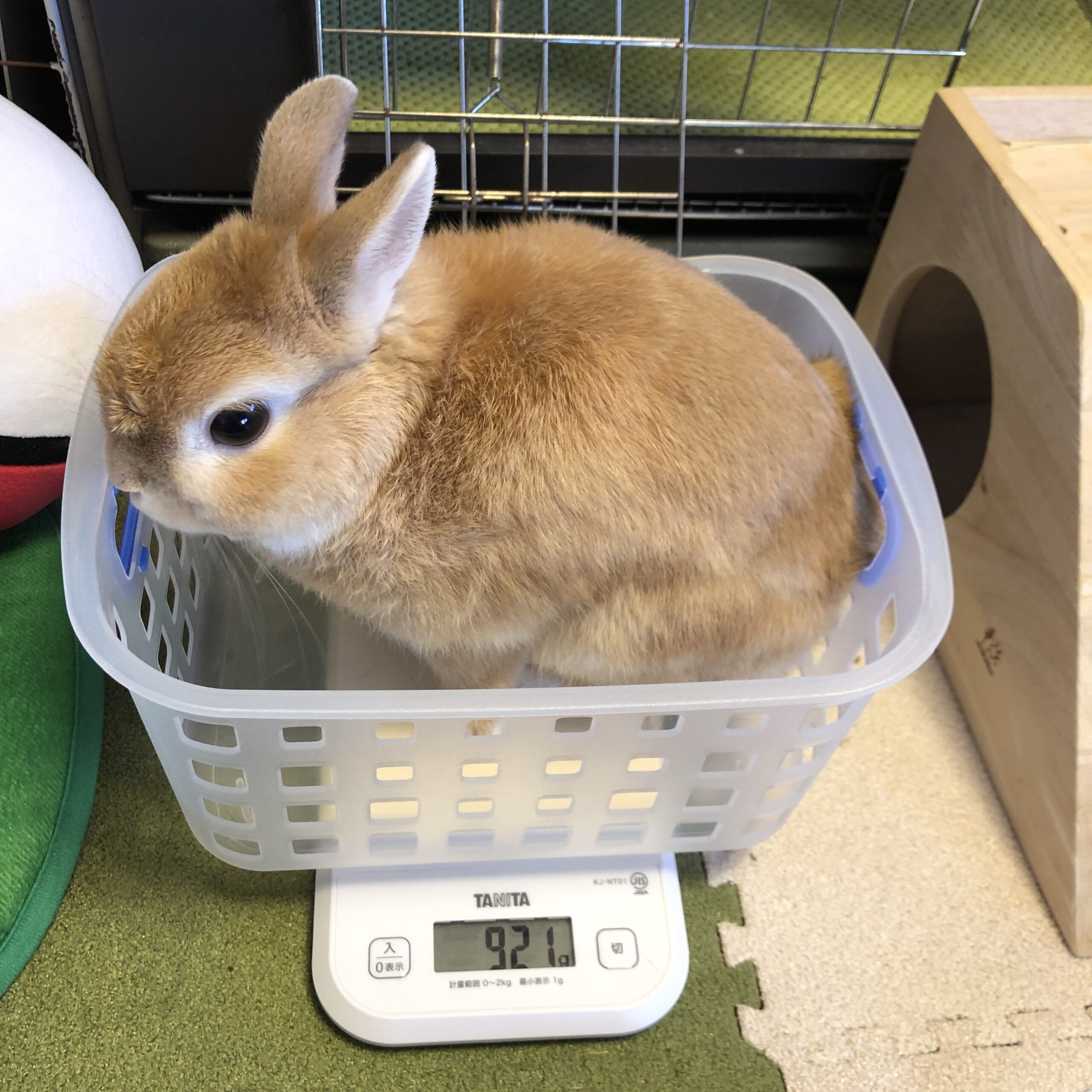 Just200g! その差ちょうど200gです！ - うさぎと