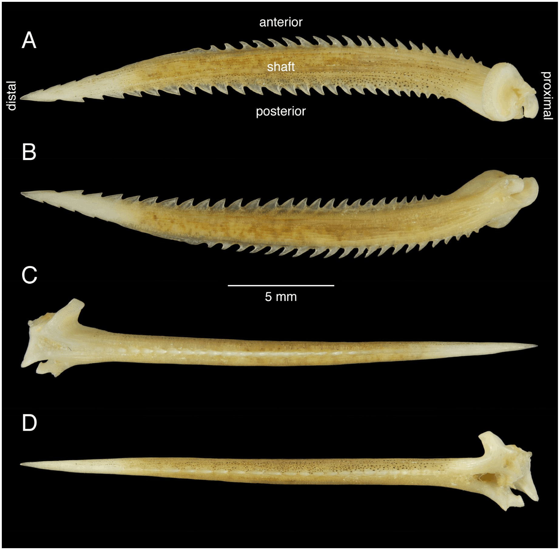 How to hold a catfish safely