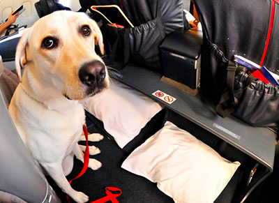 Be sure to register your dog as an emotional support dog online to save time, money and a lot of headache when traveling or moving into a new rental property. Service Dog Registration And Emotional Support Dog Registration Benefits