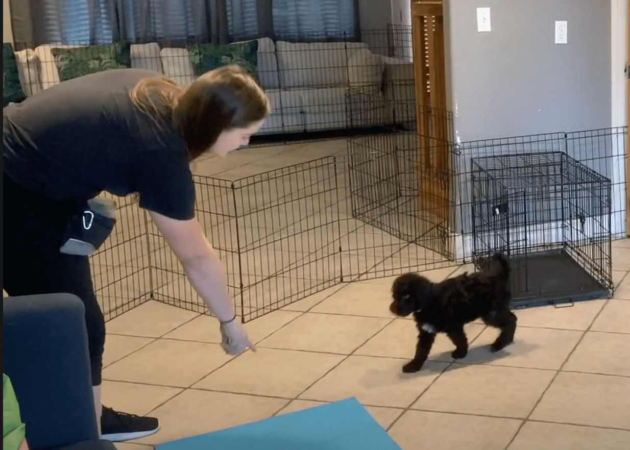 Services:puppy boot camp