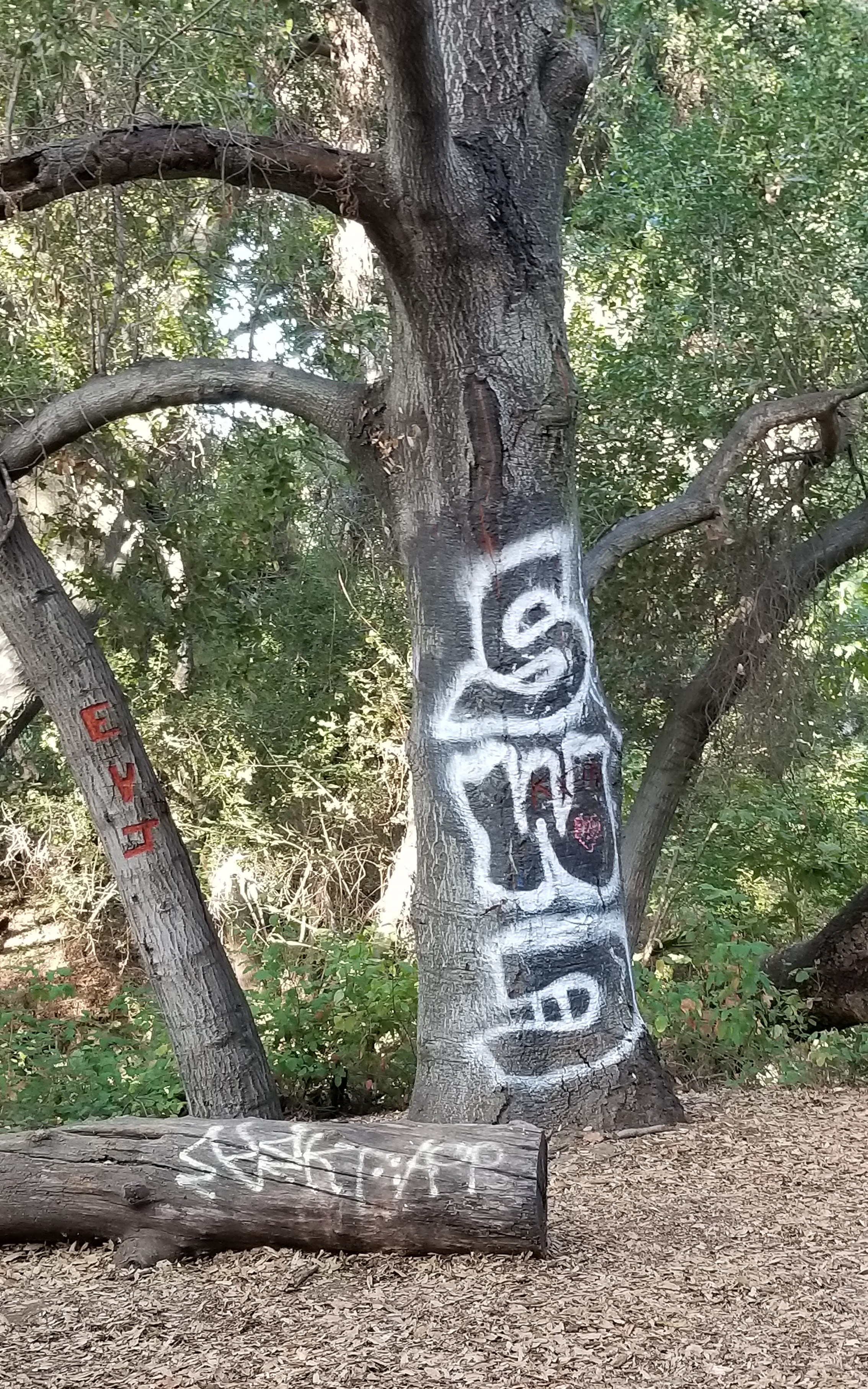 TreeTagged