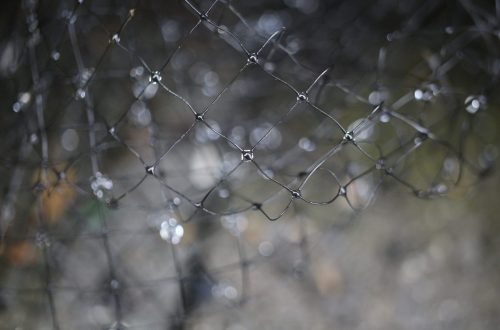 bird netting usefuldiyprojects