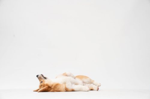 Does Diffusing Essential Oils Harm Dogs