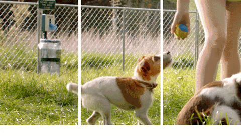 Gif 3d Animali Cane Che Gioca Con La Pallina Gif Su Engiel Com