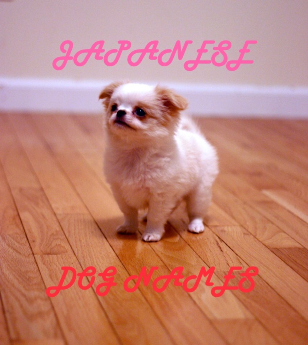 Even though each species has its own distinct looks and characteristics. What Are Good Japanese Names For Dogs Aulad Org