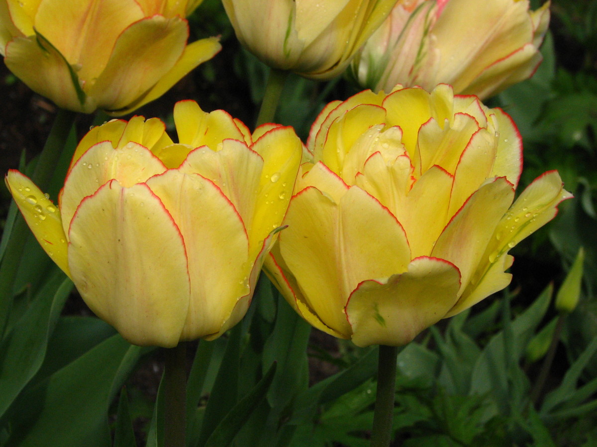 How to plant and care for spring-blooming tulips