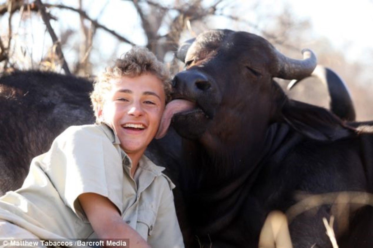 Can You Make Friends With A Cape Buffalo Owlcation