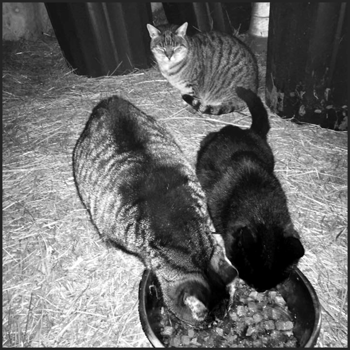 34+ Lovely Inexpensive Dog Beds : 7 Tips to Help You Spruce Up Your Flower Beds and Garden - According to different studies, dogs can help their owners need fewer physician visits and boost life expectancies.