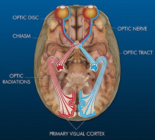 Not only are they a nice compliment to your window settings and curtains, but they offer security from passersby and protection from sun damage. Neuroscience Basics: The Nervous System - Part 2 | HubPages
