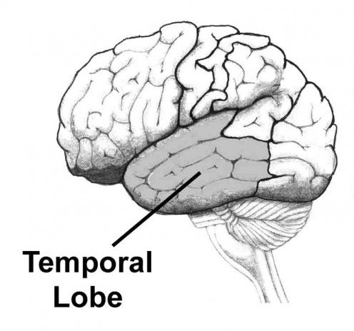 You've been invited to a baby shower for a friend, relative or coworker, but you don't know what gift to buy. Neuroscience Basics: The Nervous System - Part 2 | HubPages