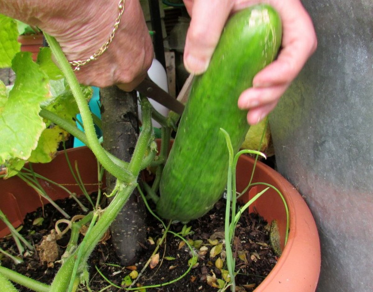 How to grow cucumbers in containers on a patio or backyard