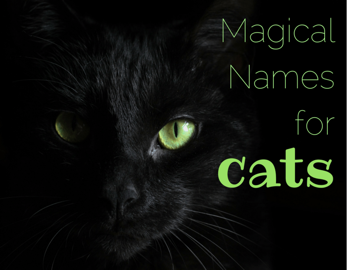 155 Magical Names For Cats Pethelpful By Fellow Animal Lovers And Experts