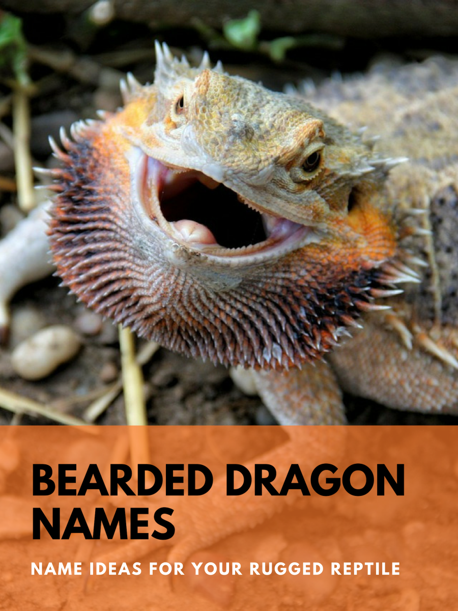 There's no such thing as a healthy base tan—no matter how quickly you get darker—and. 230+ Bearded Dragon Names for Your Rugged Reptile | PetHelpful