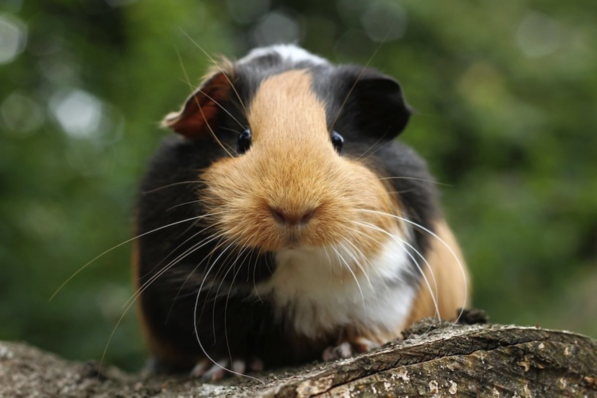 Guinea pigs need continuous access to hay to aid their digestion and limit the growth . Things to Consider Before Getting a Guinea Pig | HubPages