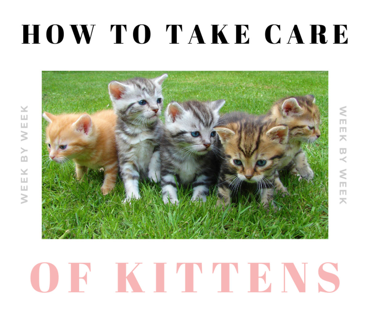 How To Take Care Of Newborn Kittens Week By Week Pethelpful By Fellow Animal Lovers And Experts