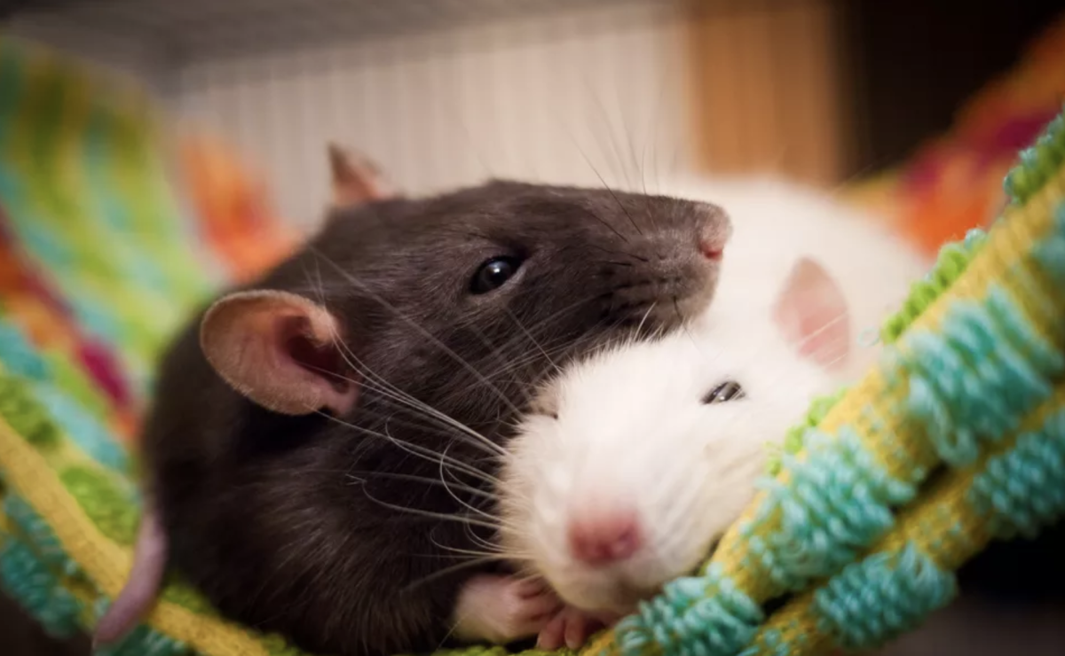 Why rats are good pets to have
