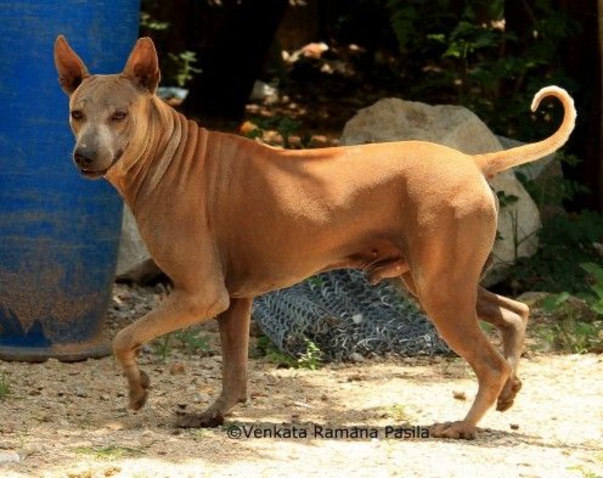 We search far and wide to locate the world's smallest of small dog breeds. Five Indian Dogs Who Rarely Bark | HubPages