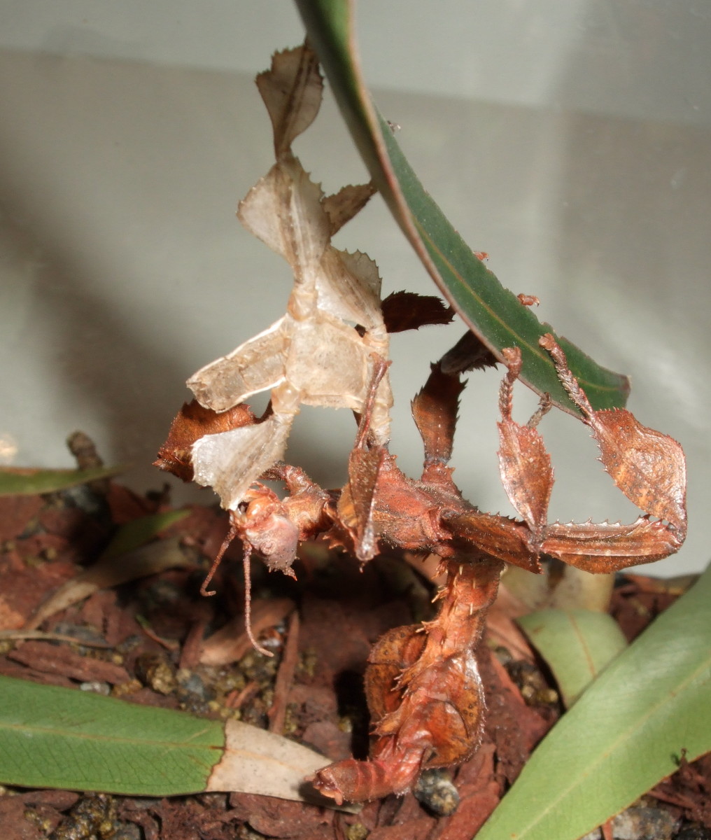Where do bedbugs come from and what's the best way to get rid of bedbugs? Keeping Spiny Leaf Insects as Pets: Phasmid Facts and How