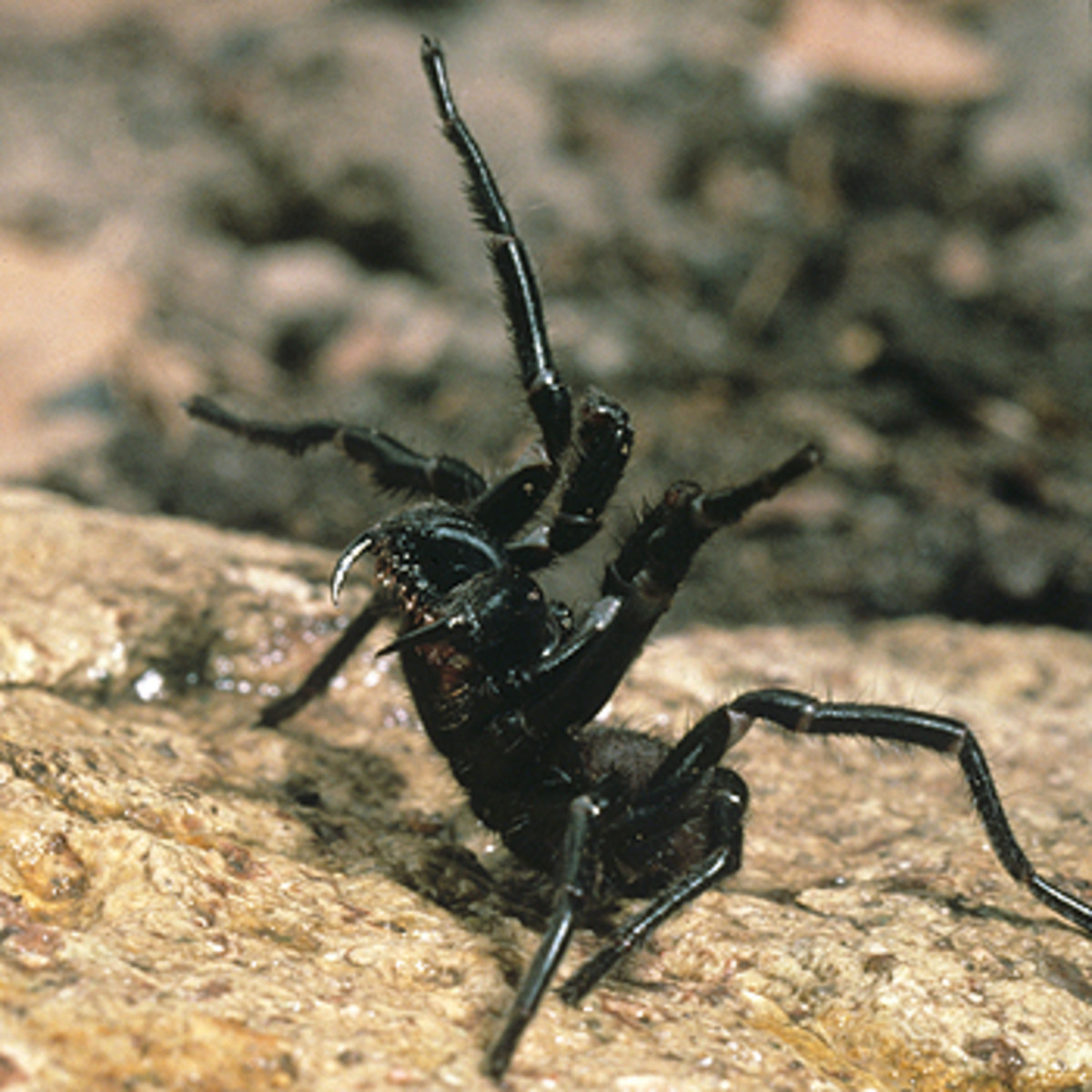 Australia, poisonous and venomous spiders, snakes and insects